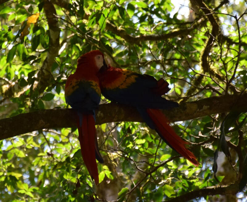 Scarlet Macaws